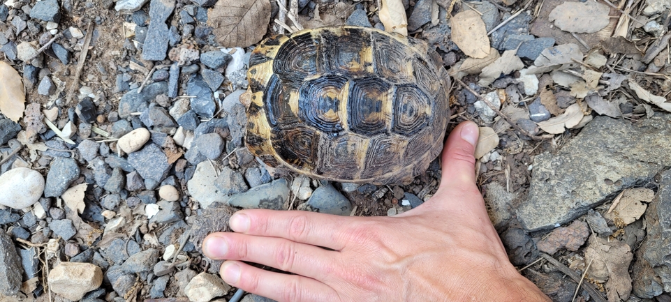 Testudo graeca  photographed by ג'ורג'י נורקין 