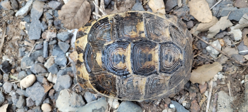 Testudo graeca  photographed by ג'ורג'י נורקין 