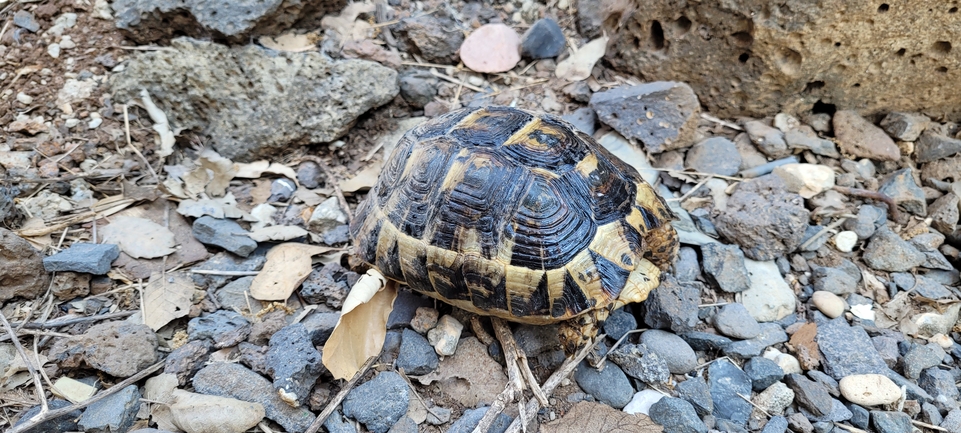 Testudo graeca  photographed by ג'ורג'י נורקין 