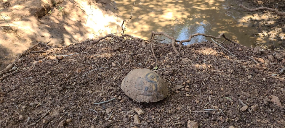 Testudo graeca  photographed by ליאל אלישע 