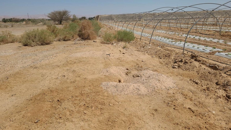 Dabb Lizard  photographed by אריה לב רוזנברג 