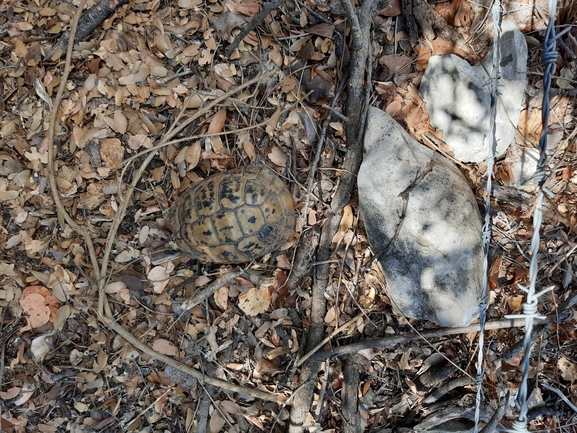 Testudo graeca  photographed by אחר 