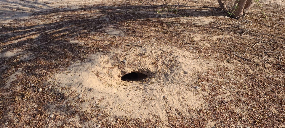 Dabb Lizard  photographed by עודד סהר 