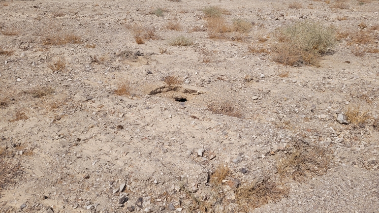 Dabb Lizard  photographed by אריה לב רוזנברג 