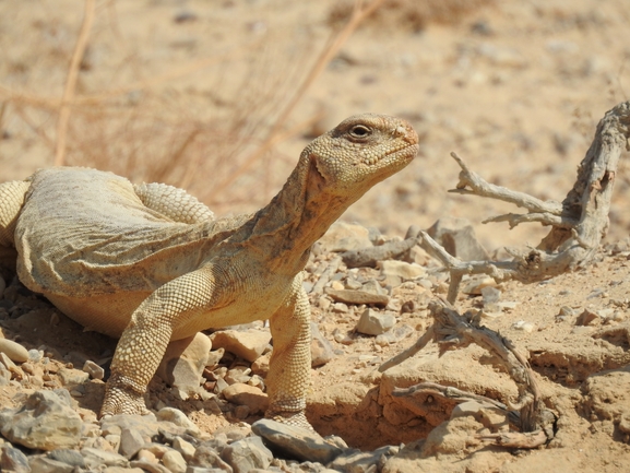 Dabb Lizard  photographed by דורון ניסים 