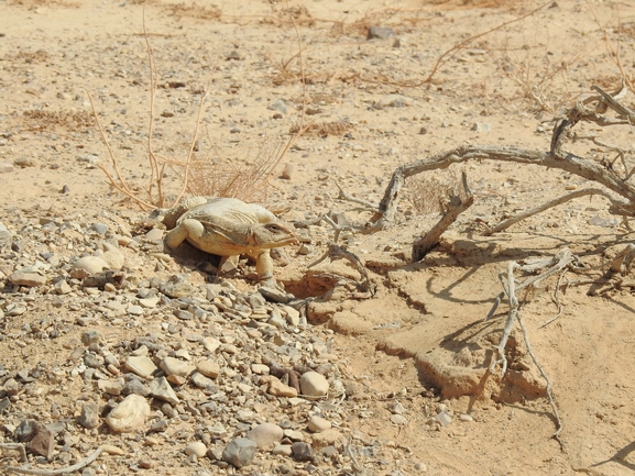 Dabb Lizard  photographed by דורון ניסים 