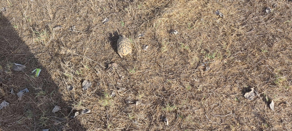 Testudo graeca  photographed by דוד חלפון 