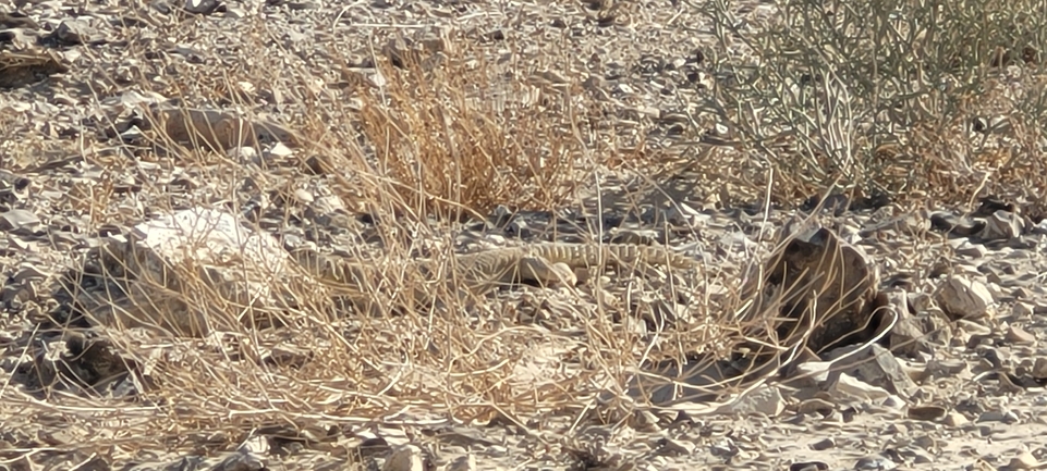 Dabb Lizard  photographed by אברהם לינקולן 