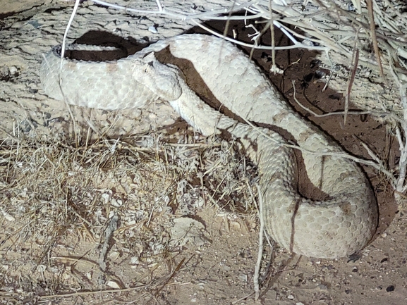 Pseudocerastes persicus fieldi  photographed by ידידיה שמואל 