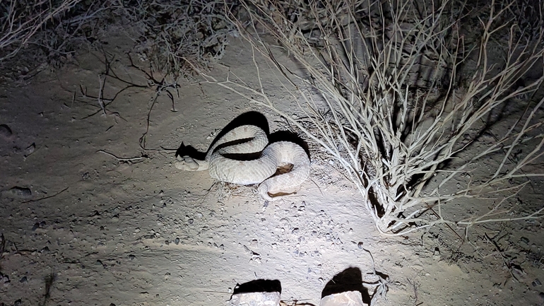 Pseudocerastes persicus fieldi  photographed by ידידיה שמואל 