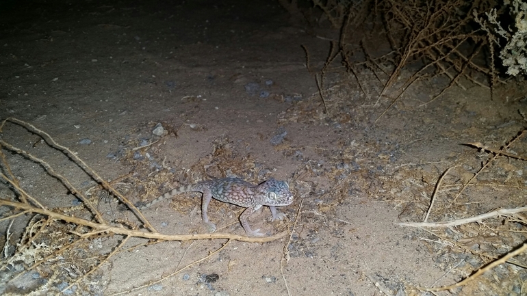 Stenodactylus doriae  photographed by אסף צבר 