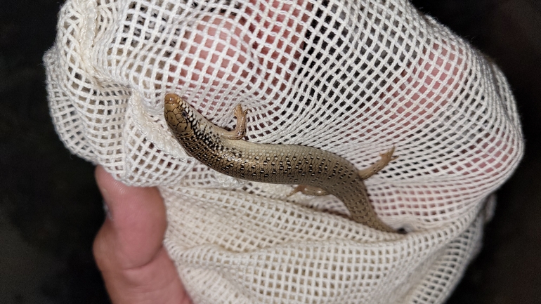 Chalcides ocellatus  