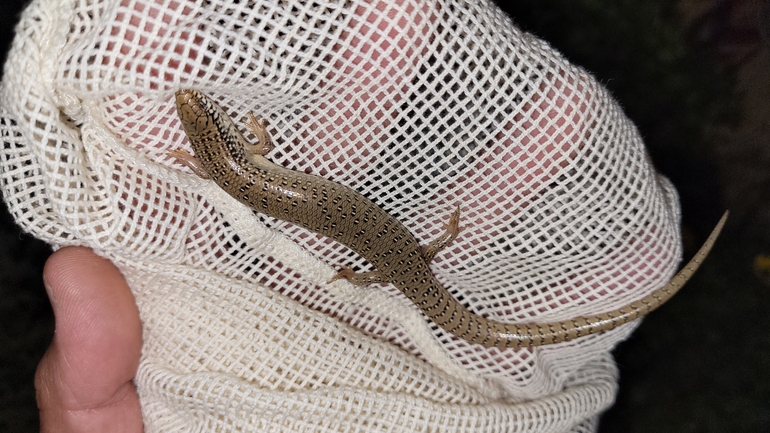 Chalcides ocellatus  