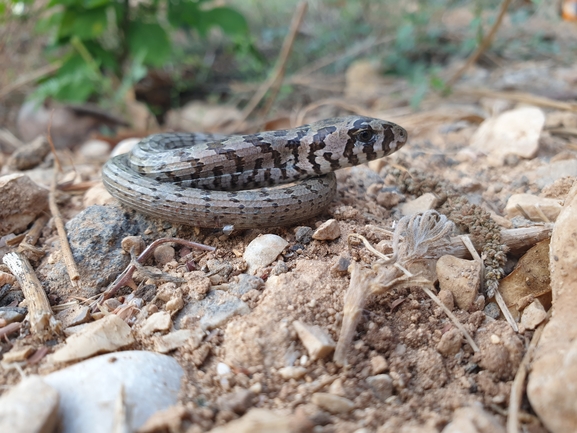 קמטן  צולם על ידי אביעד בר 