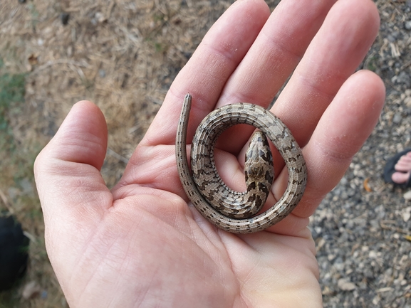 Ophisaurus apodus  photographed by אביעד בר 