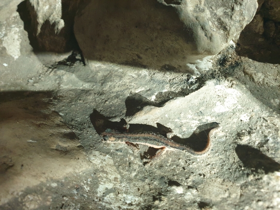 Triturus vittatus vittatus  photographed by אביעד בר 