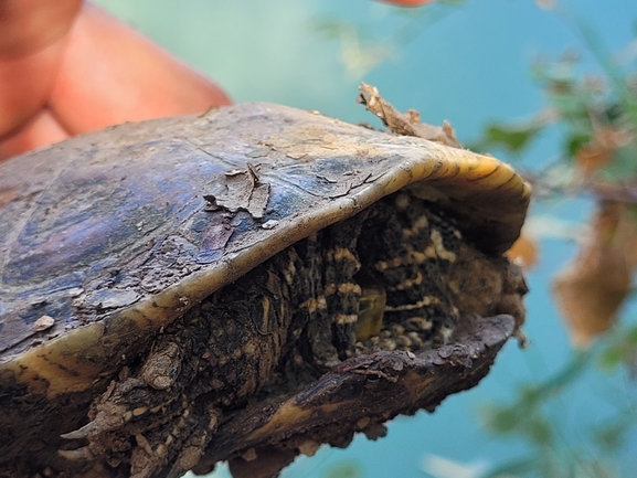 Mauremys caspica rivulata  photographed by אריאל קדם 