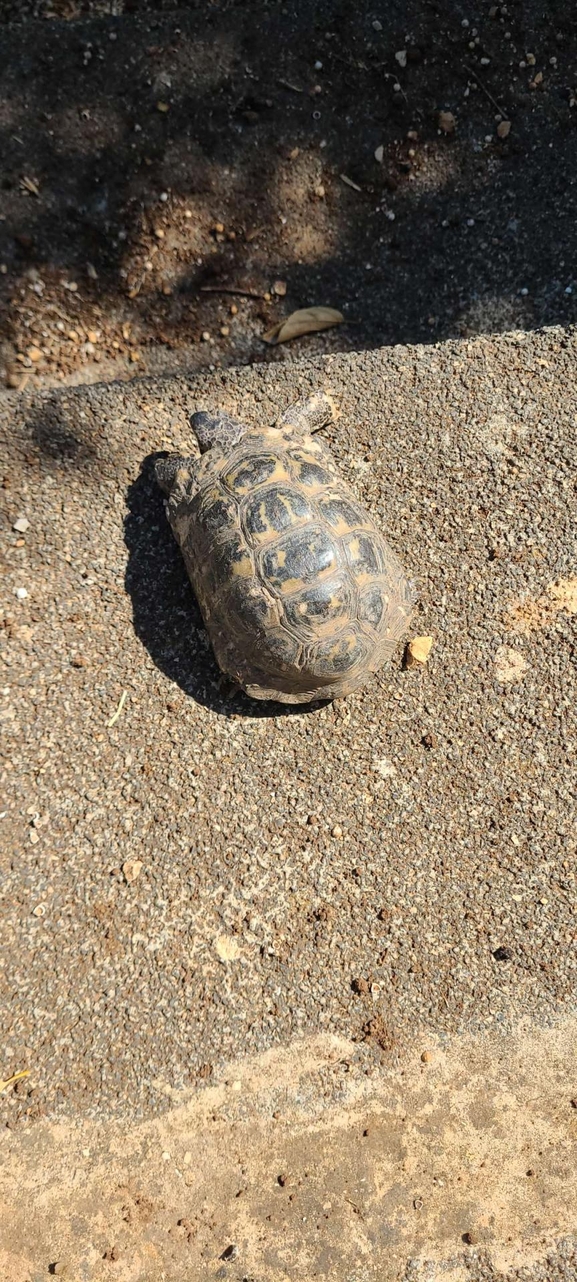 Testudo graeca  photographed by שחר שטוי 