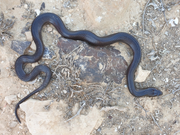 Walterinnesia aegyptia  photographed by אביעד בר 