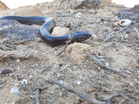 פתן שחור  צולם על ידי אביעד בר 