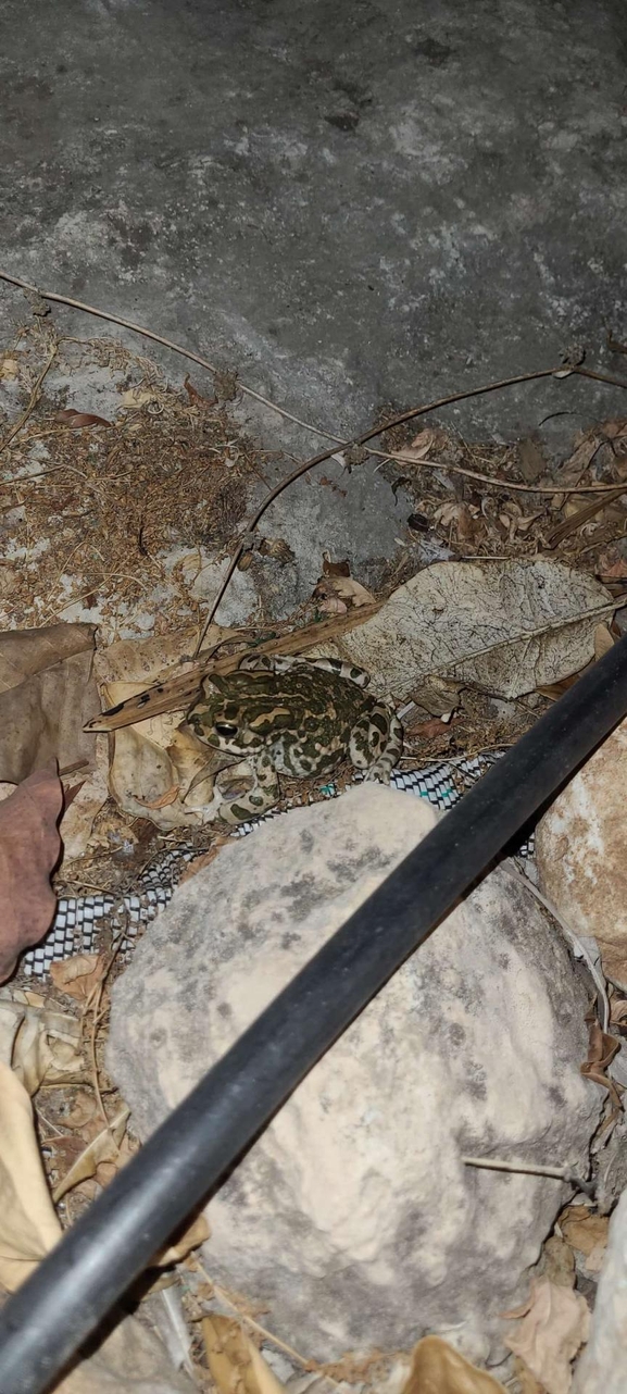 Bufo viridis  photographed by אוהד מאס 