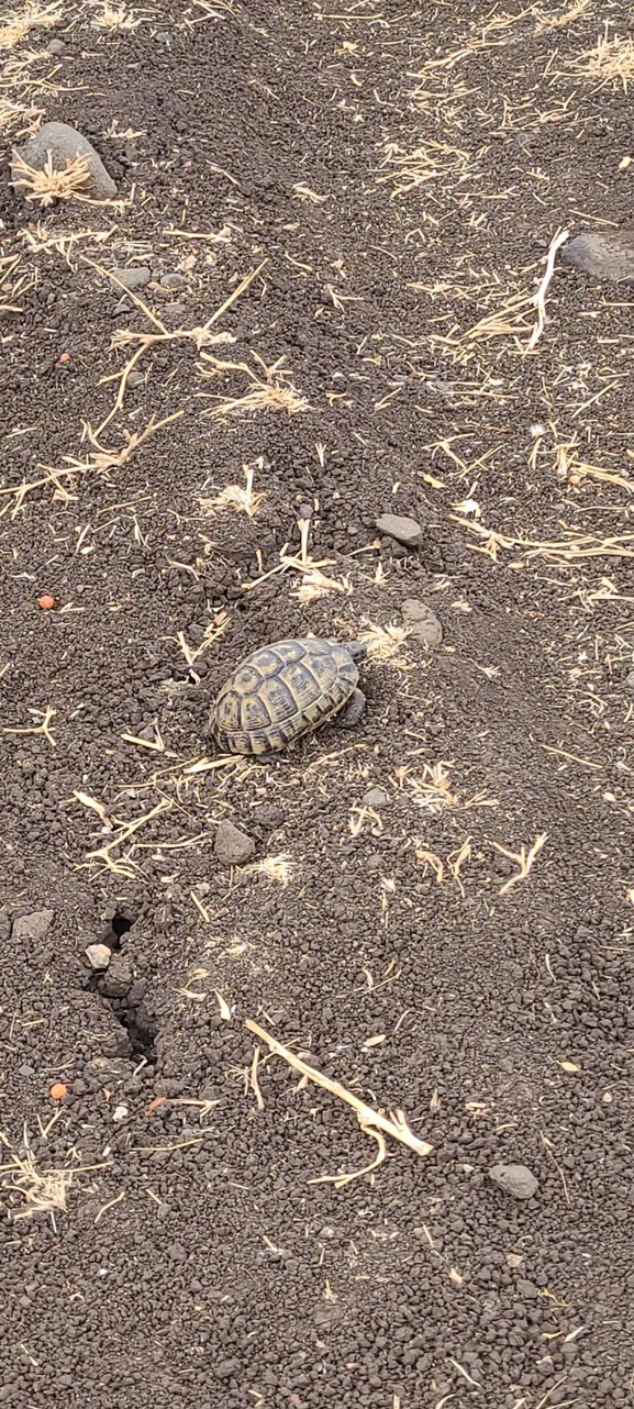 Testudo graeca  photographed by חנוך טל 