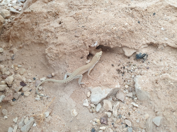 Mesalina guttulata guttulata  photographed by אביעד בר 