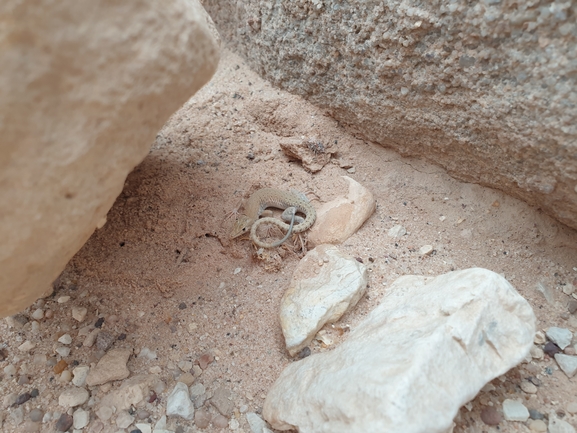 Mesalina guttulata guttulata  photographed by אביעד בר 