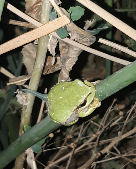 עין-חתול חברבר  צולם על ידי רן טל 