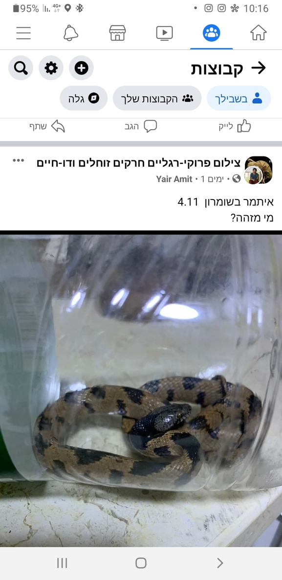 Telescopus fallax syriacus  photographed by אביעד בר 