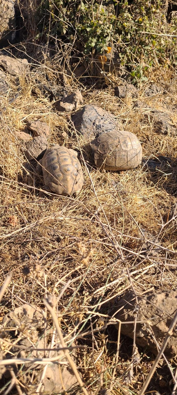 Testudo graeca  photographed by איימן גוטאני 