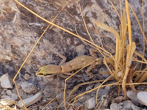 Tropiocolotes steudneri  photographed by אסף מזרחי 