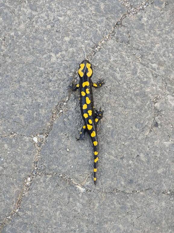 Salamandra infraimmaculata  photographed by רמדאן עיסא 