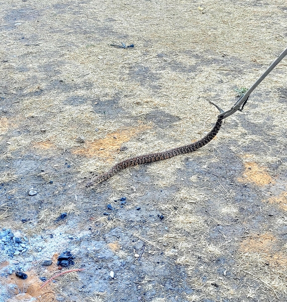 Vipera palaestinae  photographed by נצר אלימלך 