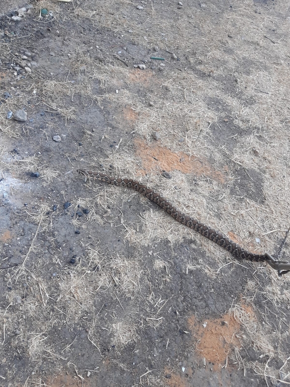 Vipera palaestinae  photographed by יונתן סבלסקי 