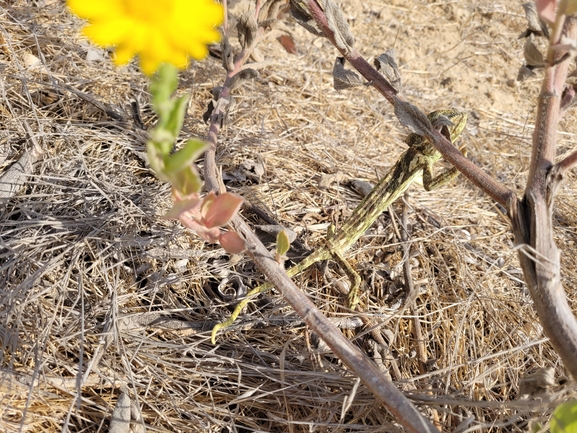 זיקית  צולם על ידי סיון מרדוק 