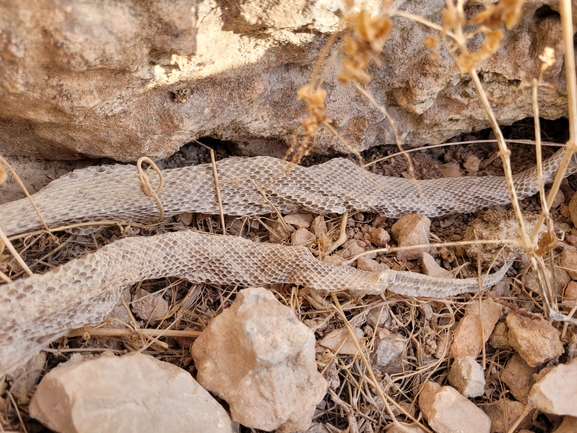 Vipera palaestinae  photographed by אריאל קדם 