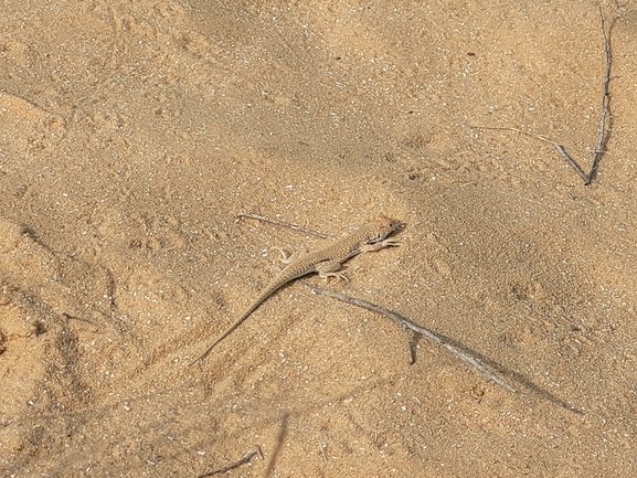 Acanthodactylus scutellatus  photographed by סיון מרדוק 