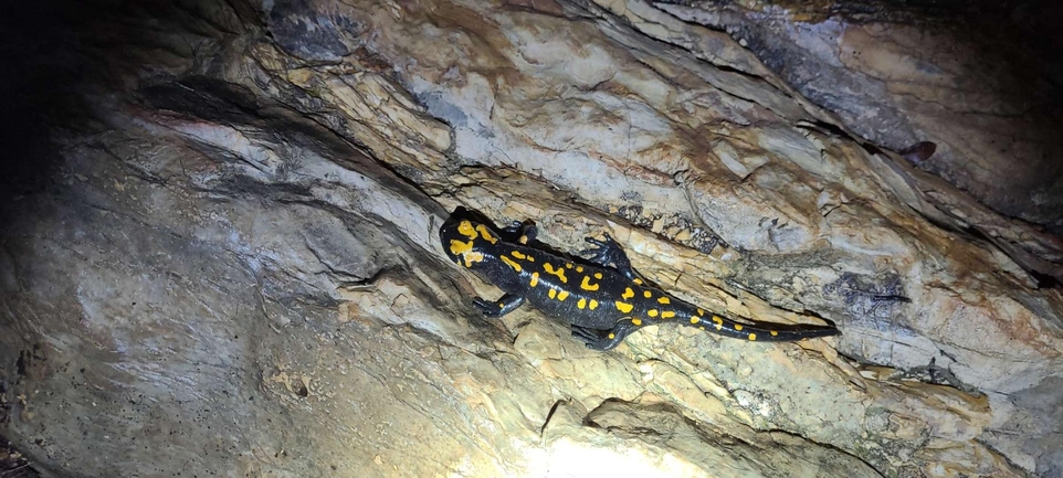 Salamandra infraimmaculata  photographed by שאדי דעבוס 