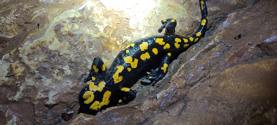 Salamandra infraimmaculata  photographed by שאדי דעבוס 