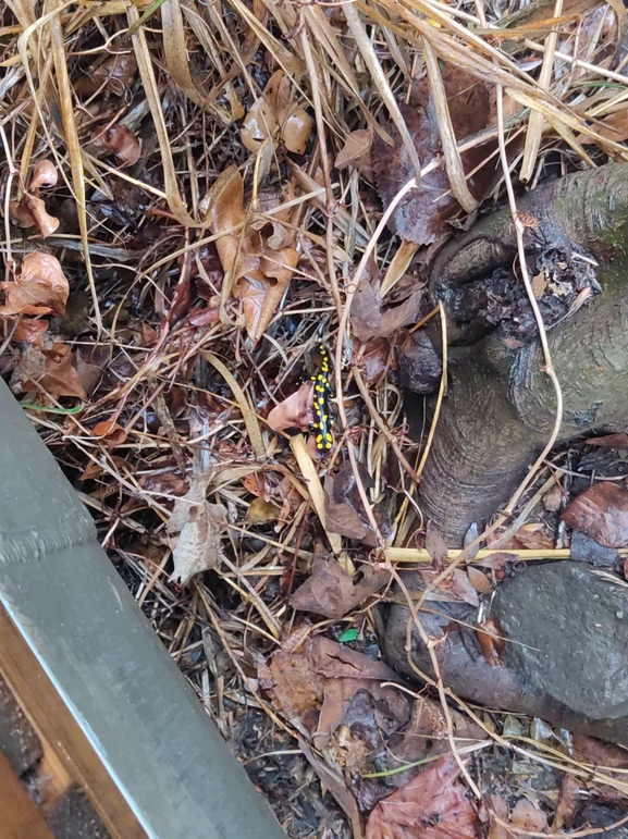 Salamandra infraimmaculata  photographed by רמדאן עיסא 