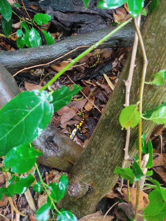 Salamandra infraimmaculata  photographed by רמדאן עיסא 