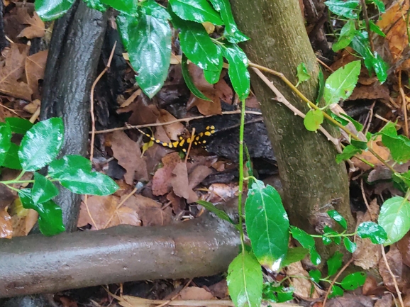 Salamandra infraimmaculata  photographed by רמדאן עיסא 