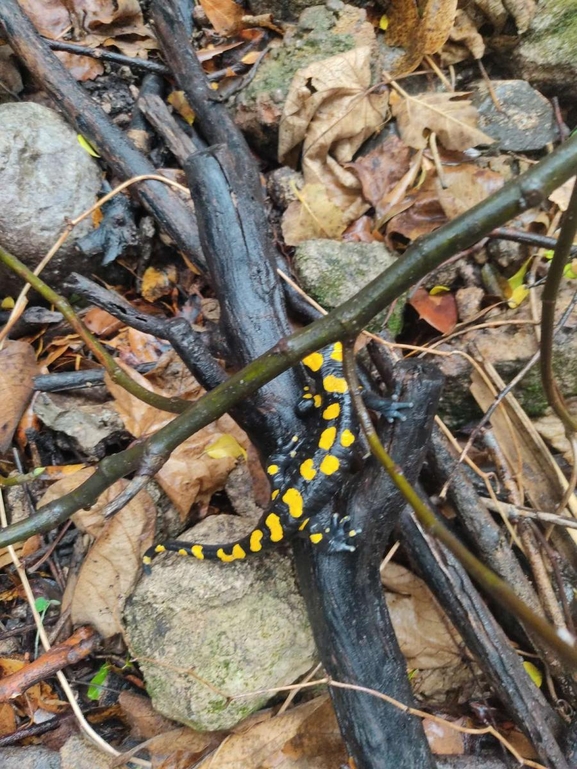 Salamandra infraimmaculata  photographed by רמדאן עיסא 