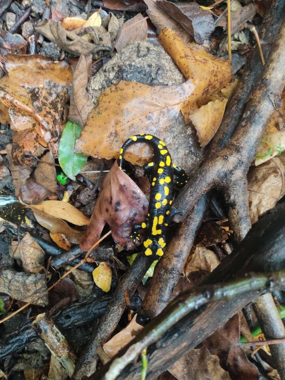 Salamandra infraimmaculata  photographed by רמדאן עיסא 