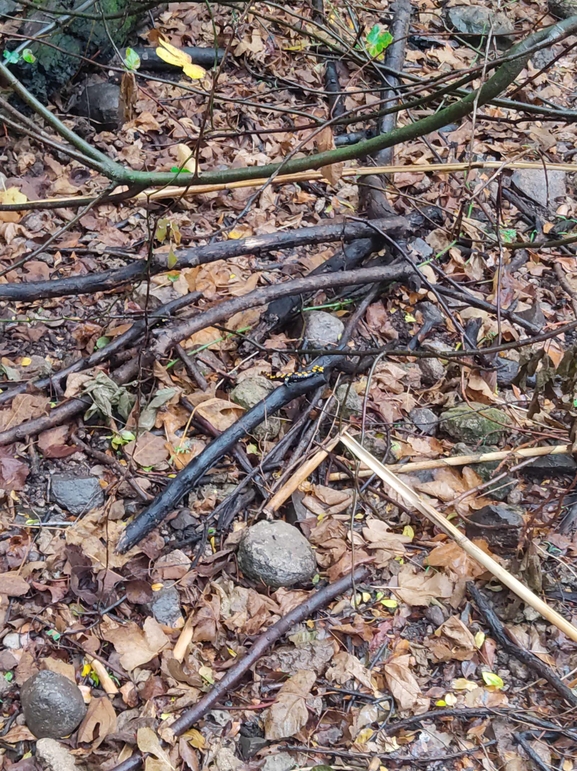 Salamandra infraimmaculata  photographed by רמדאן עיסא 