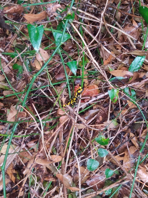 Salamandra infraimmaculata  photographed by רמדאן עיסא 