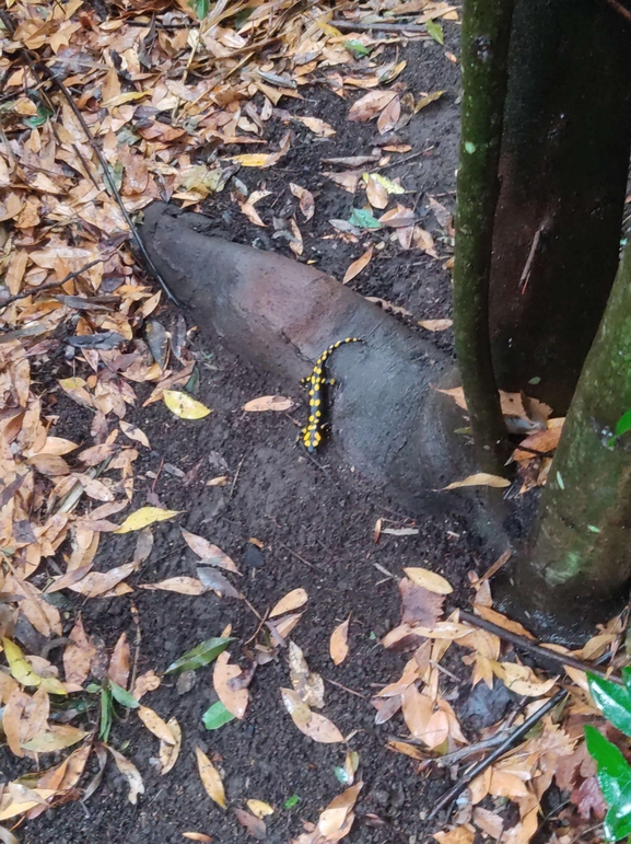 Salamandra infraimmaculata  photographed by רמדאן עיסא 