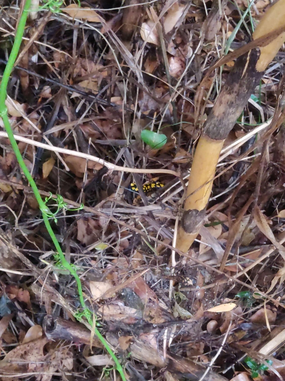 Salamandra infraimmaculata  photographed by רמדאן עיסא 