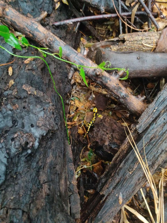 Salamandra infraimmaculata  photographed by רמדאן עיסא 